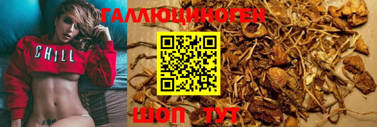 Галлюциногенные грибы Cubensis Темрюк